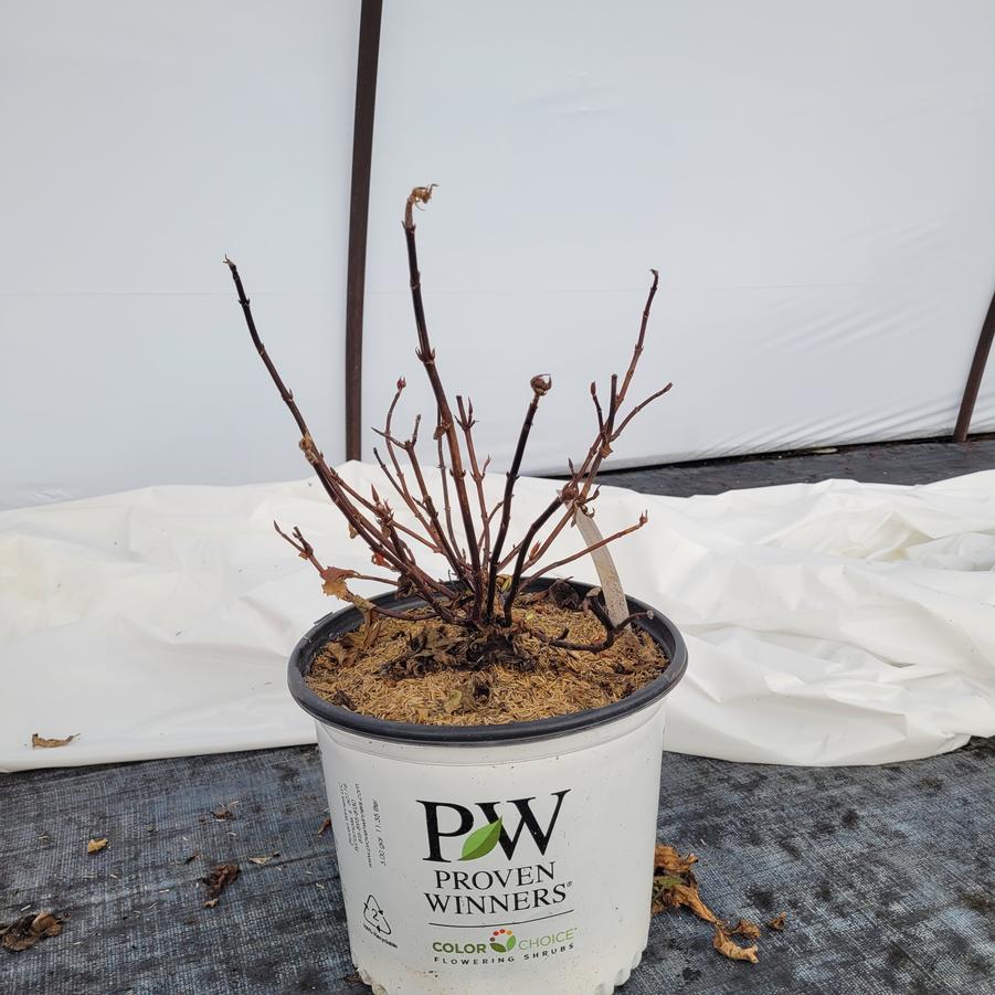 Hydrangea x Fairytrail™ White Cascade Hydrangea