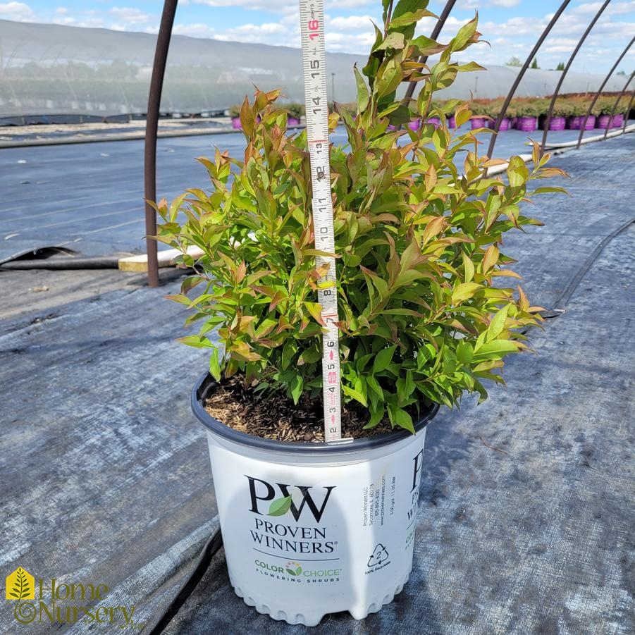 Abelia mosanensis Sweet Emotion Blaze™