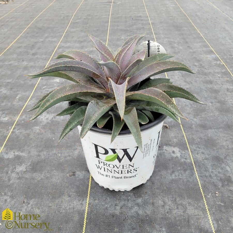 Mangave x Art & Sol™ 'Purple People Eater'