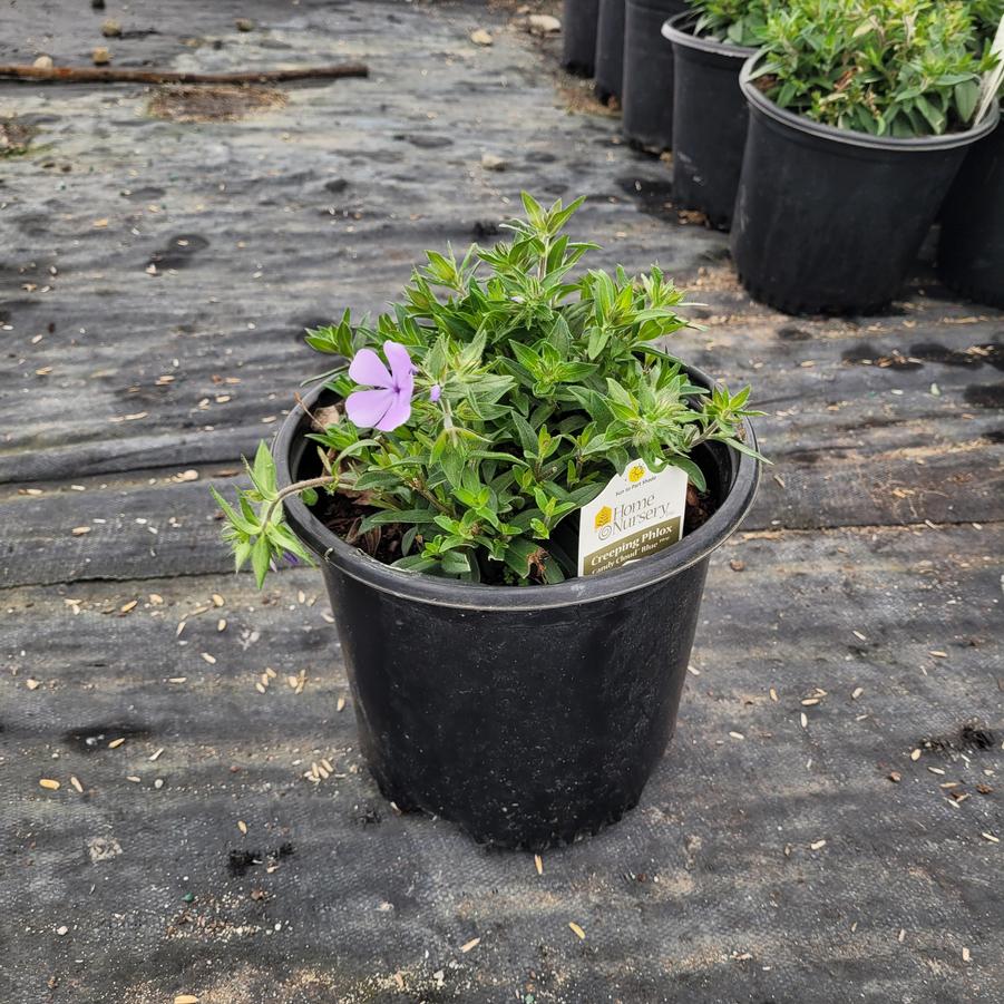 Phlox x Candy Cloud™ Blue