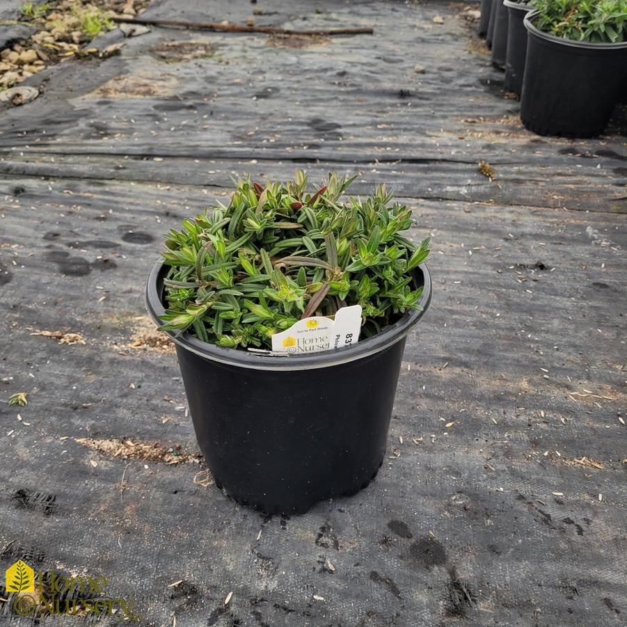 Phlox x Phlox x Candy Cloud™ Dark Pink