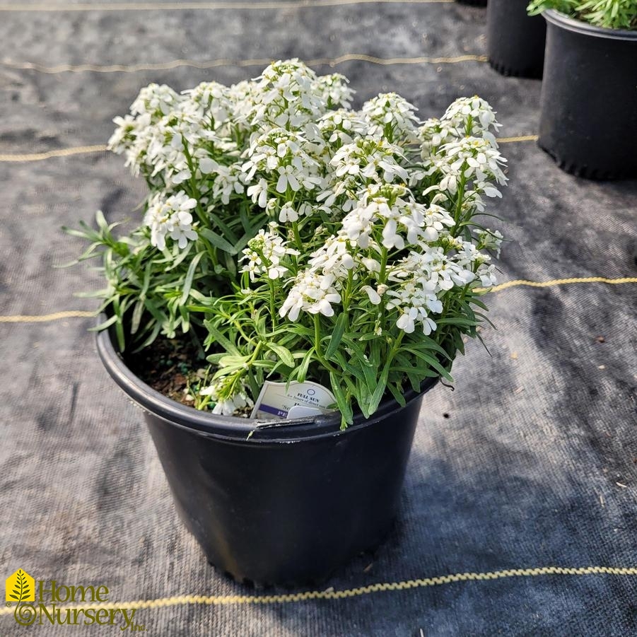 Iberis sempervirens Snowsation™