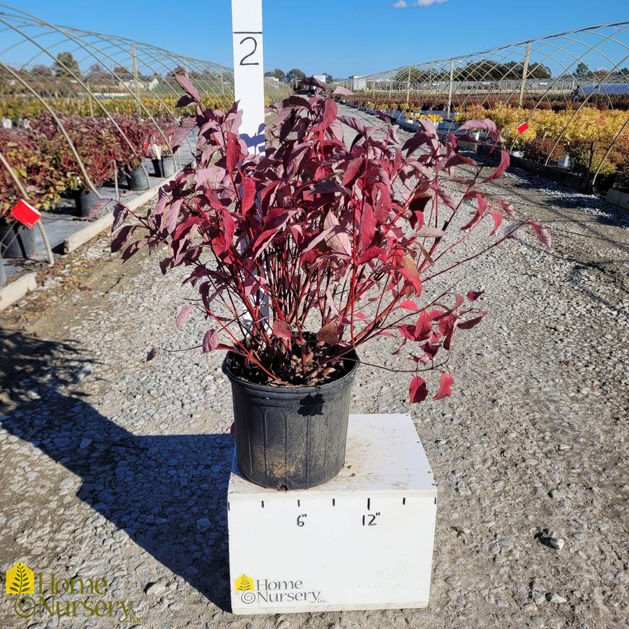 Cornus sericea 'Baileyi'