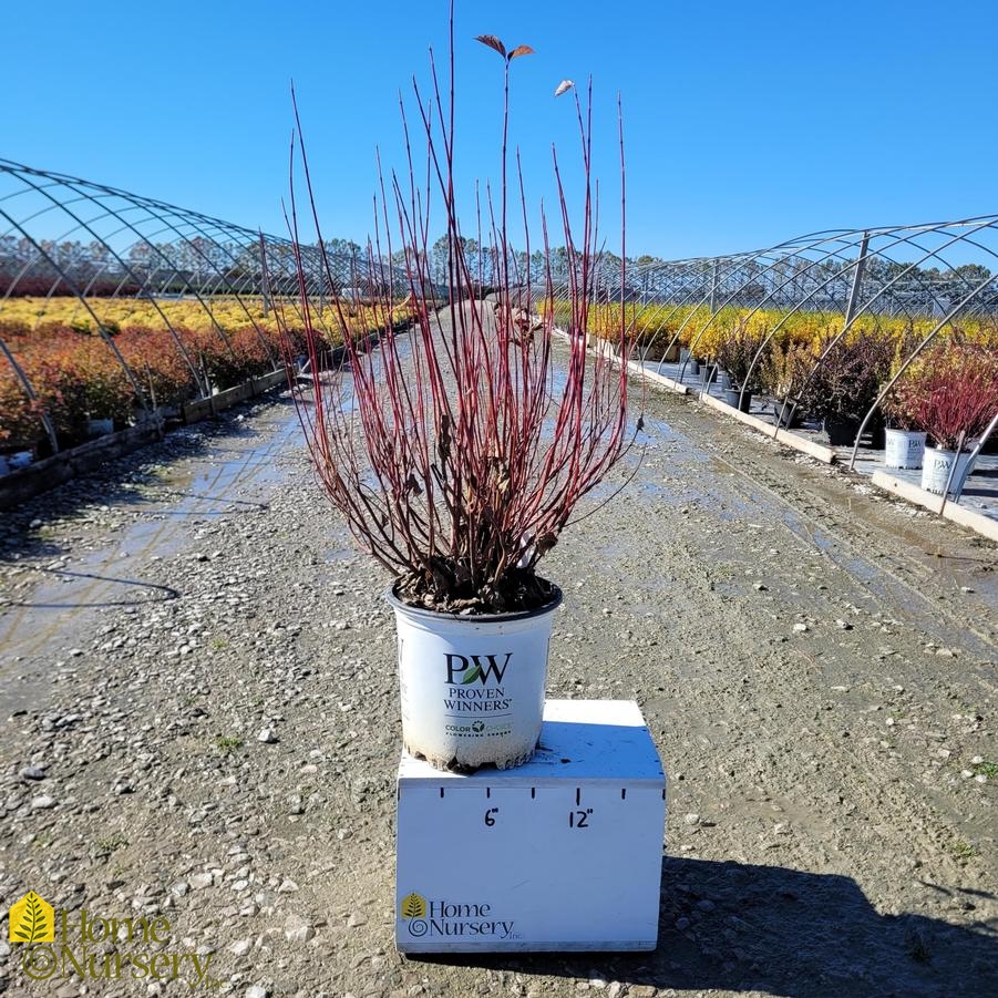 Cornus stolonifera Arctic Fire®