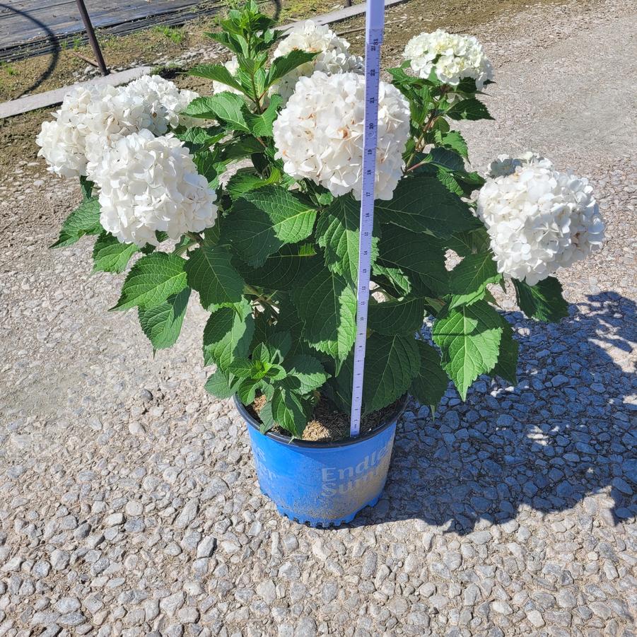 Hydrangea macrophylla Endless Summer® DreamCloud®