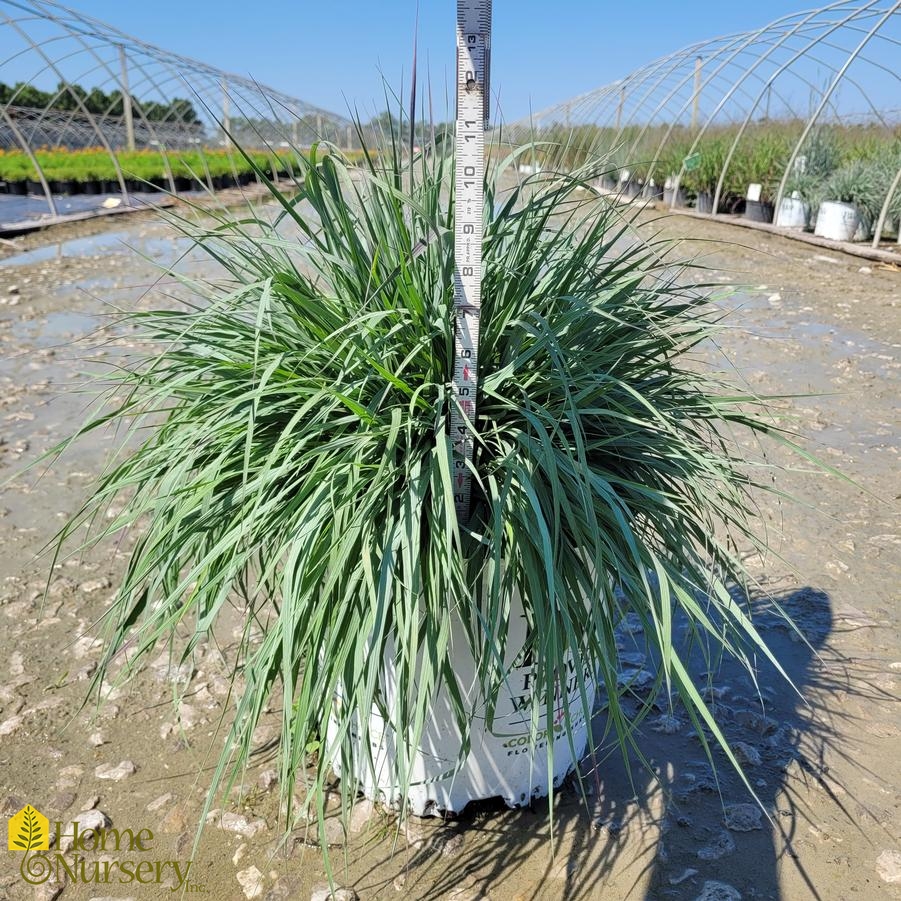 Andropogon x Prairie Winds® 'Blue Steel'
