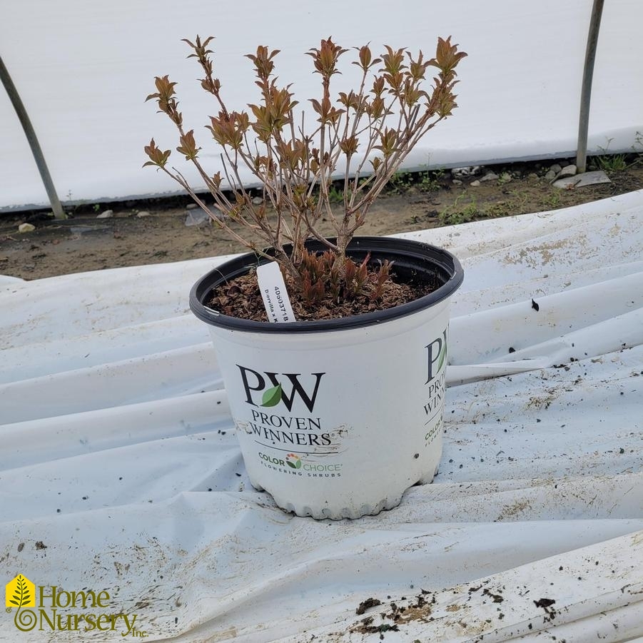 Diervilla x Kodiak&reg; Orange