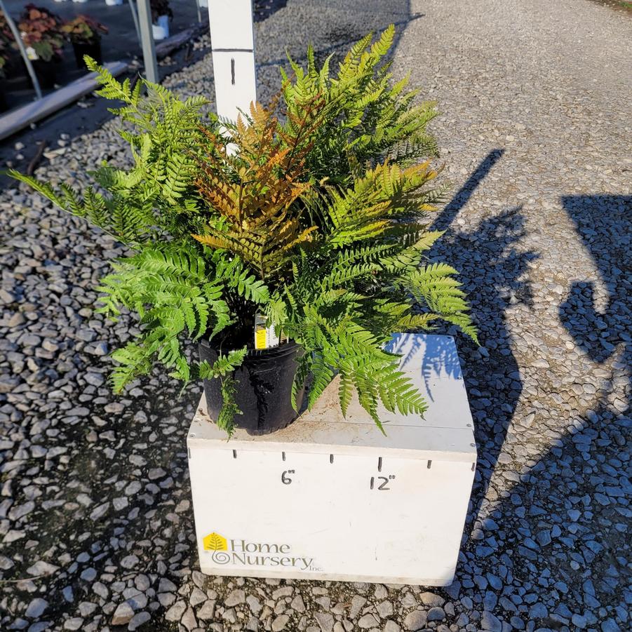 Dryopteris erythrosora 'Brilliance'
