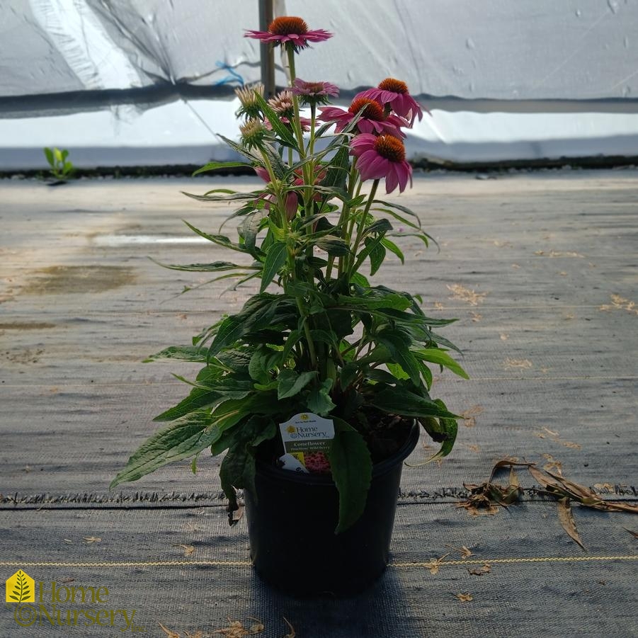 Echinacea purpurea PowWow&reg; 'Wild Berry'