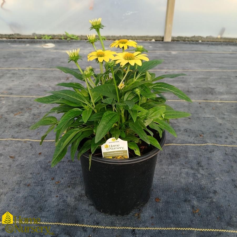 Echinacea x Sombrero&reg; Lemon Yellow