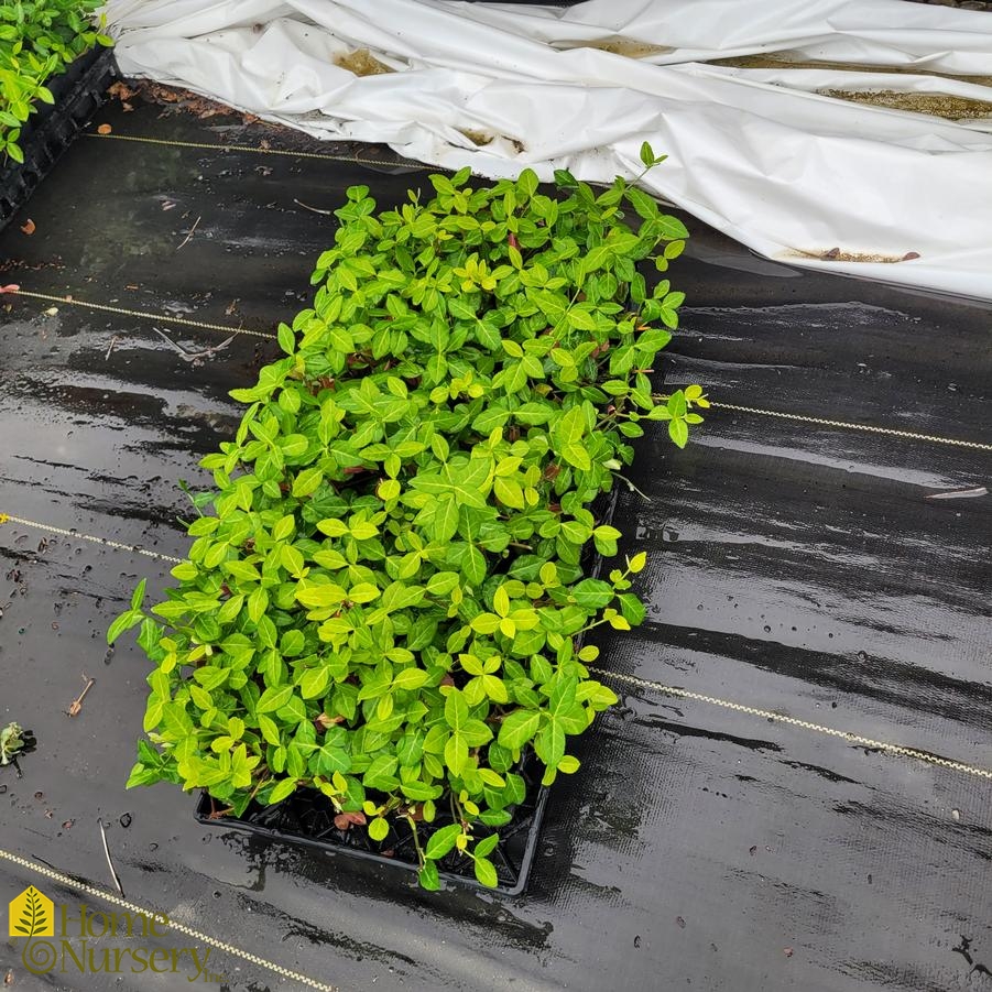 Euonymus fortunei 'Coloratus'