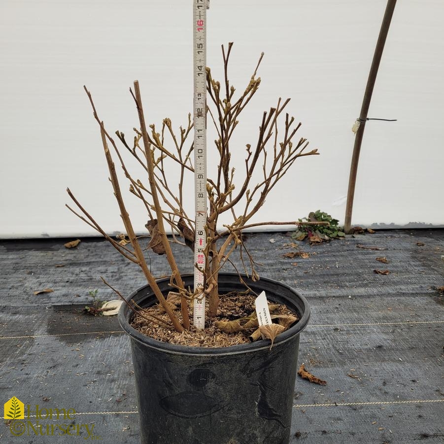 Fothergilla gardenii 