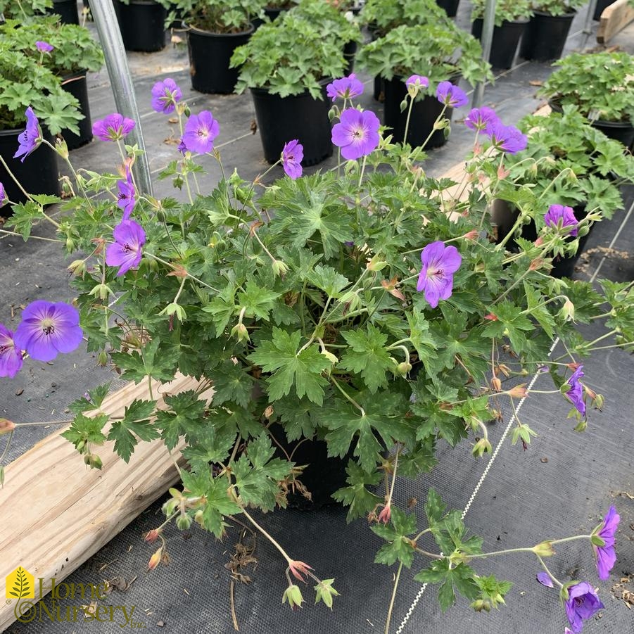 Geranium x 'Rozanne'