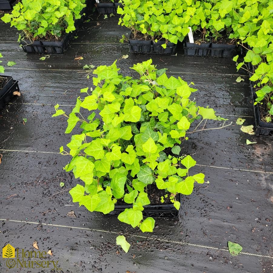 Hedera helix 'Bulgaria'