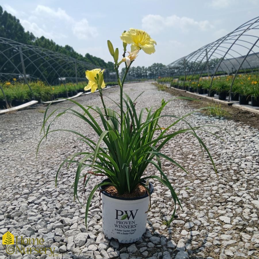 Hemerocallis Rainbow Rhythm&reg; Going Bananas