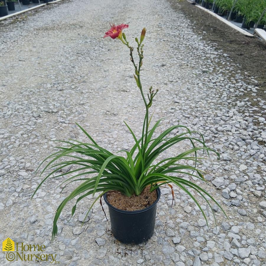 Hemerocallis 'Ruby Stella'