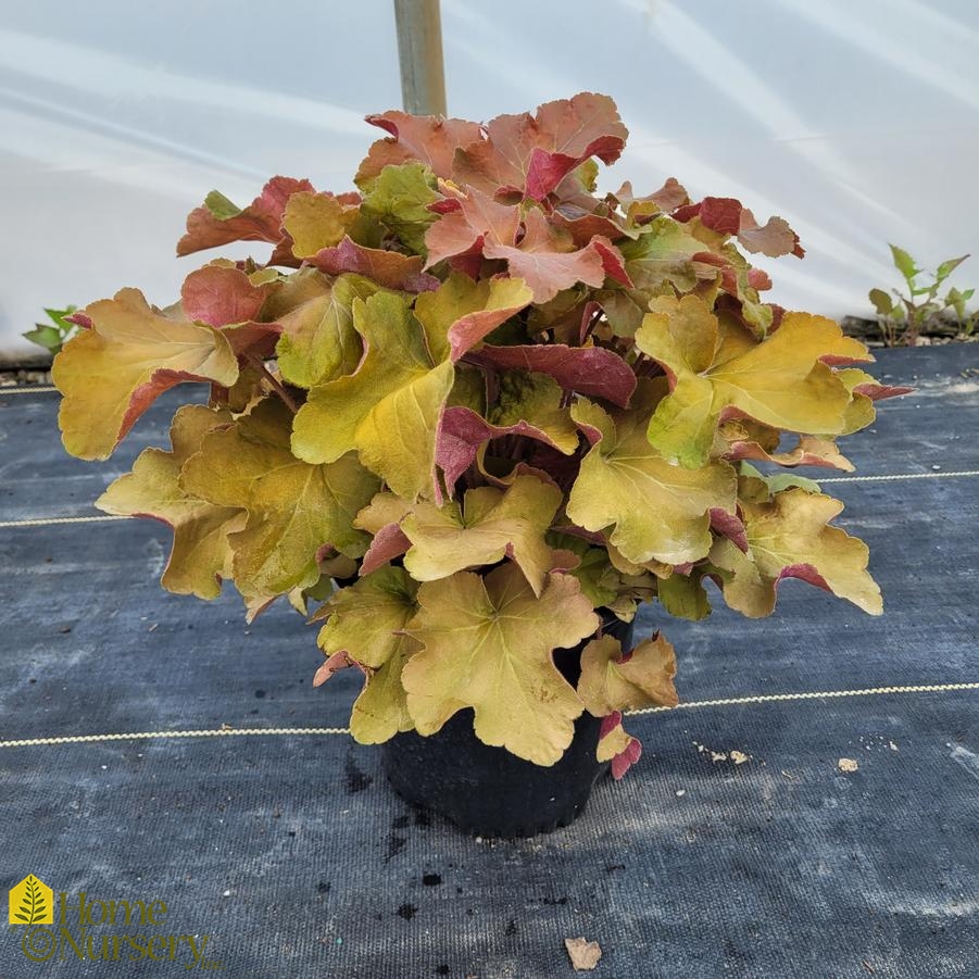 Heuchera x 'Caramel'