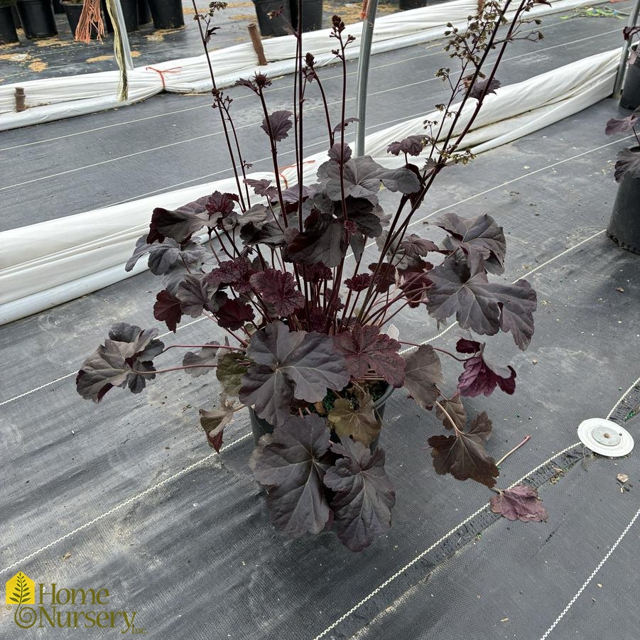 Heuchera x 'Obsidian'