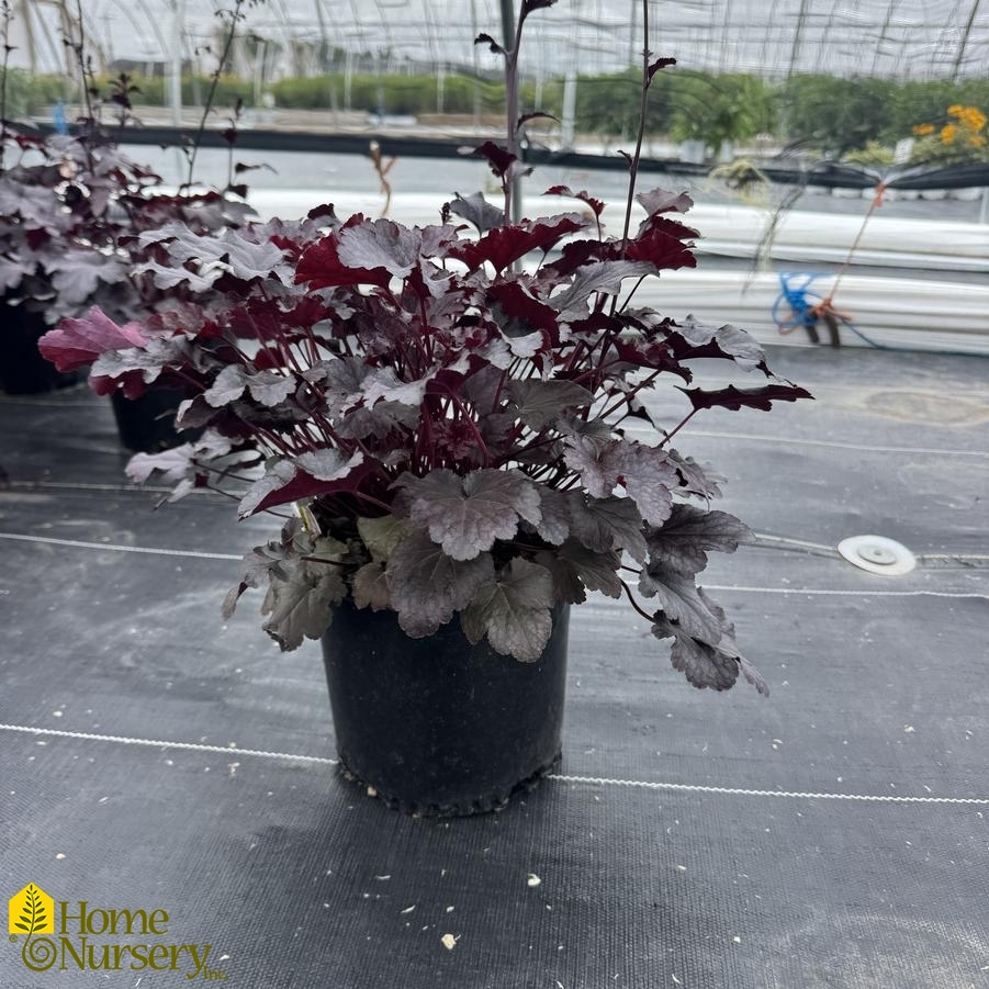 Heuchera x 'Plum Pudding'