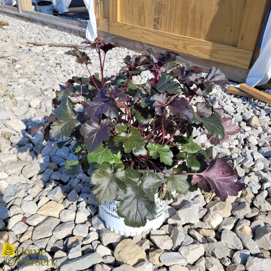 Heuchera x Primo&reg; 'Black Pearl'