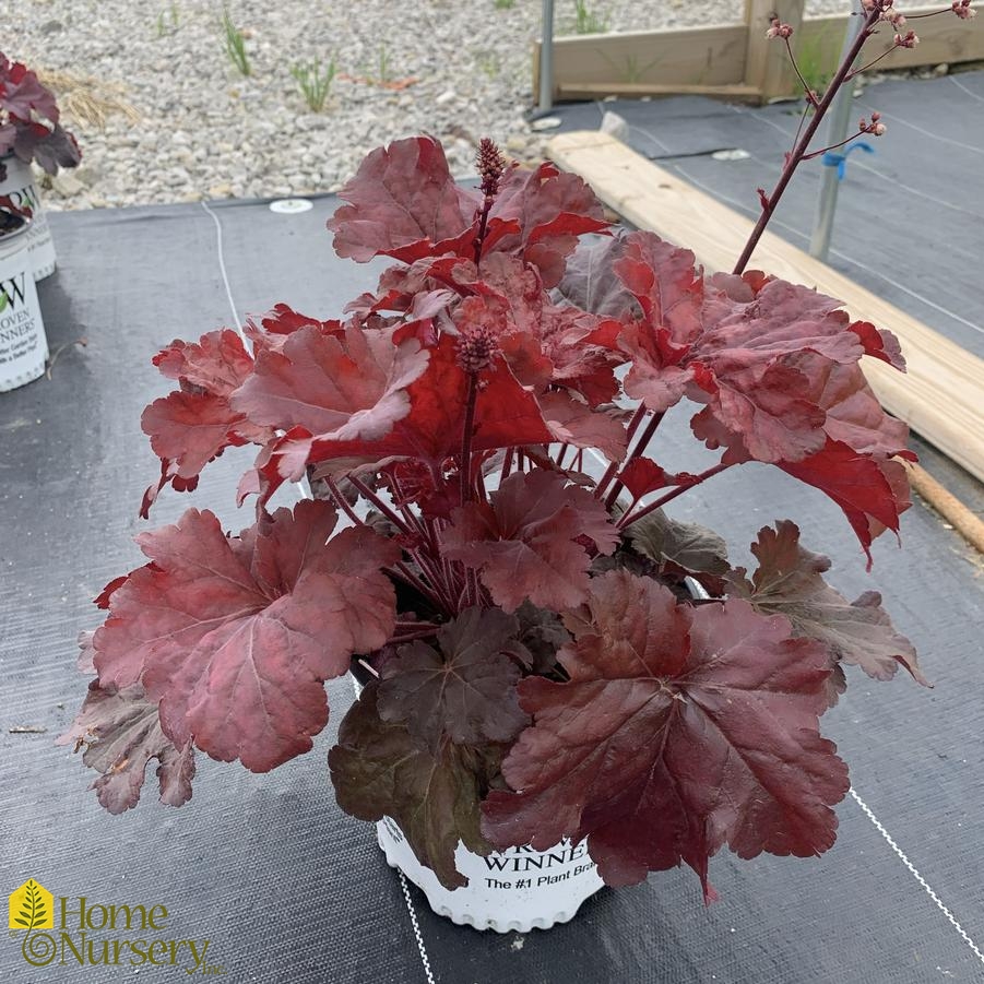 Heuchera x Primo&reg; 'Mahogany Monster'