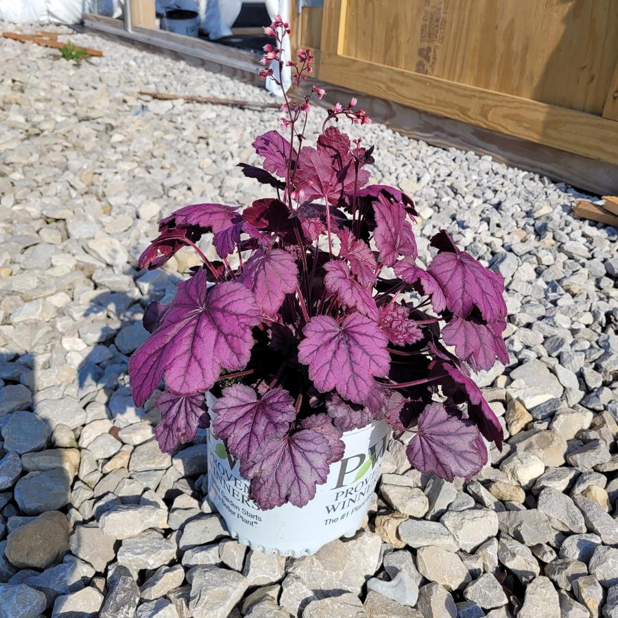 Heuchera x Dolce&reg; Wildberry
