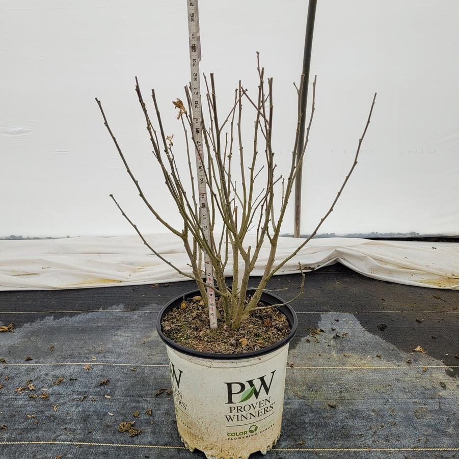 Hibiscus syriacus Lil' Kim&reg; Red