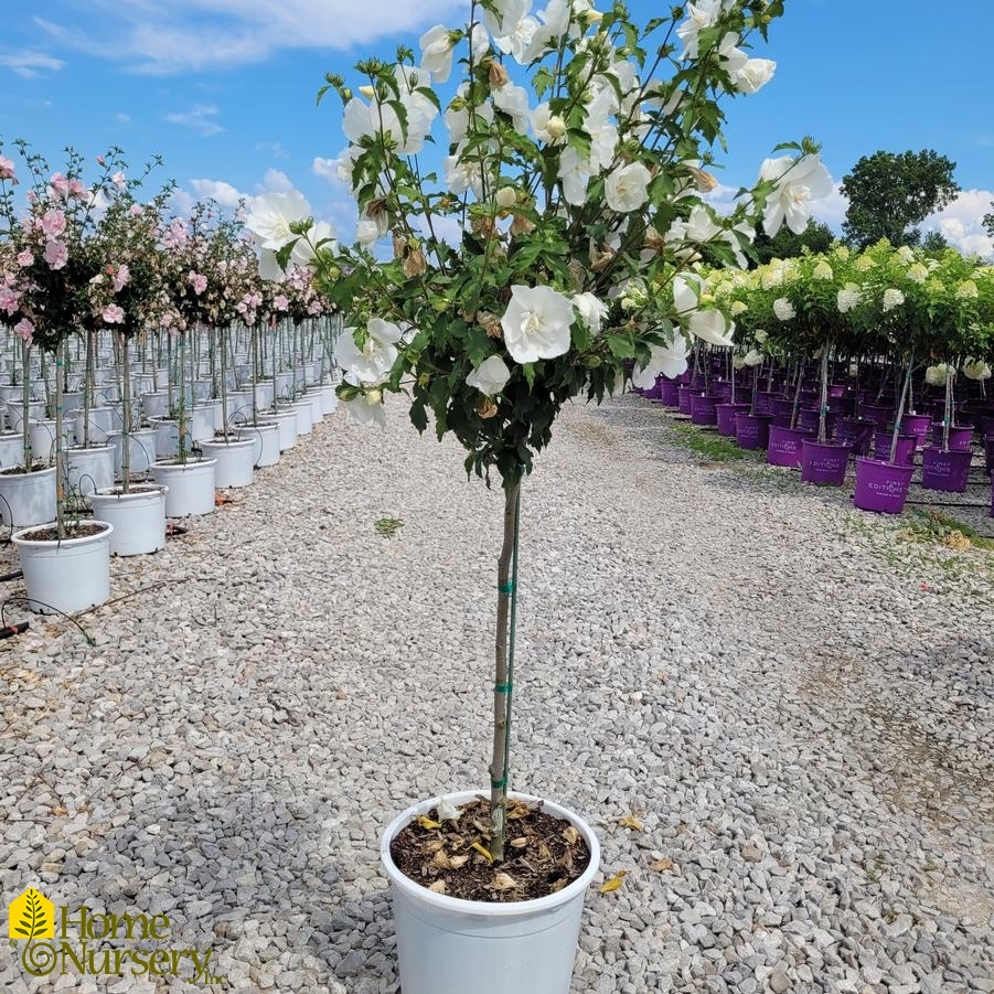 Hibiscus syriacus White Chiffon®