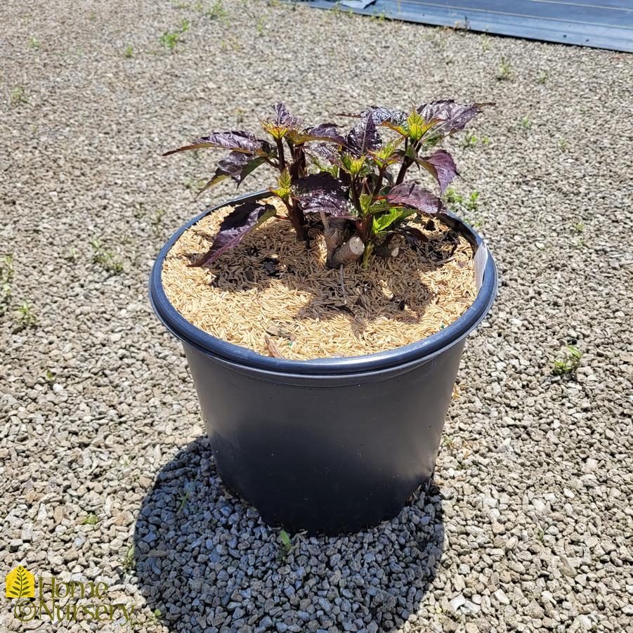 Hibiscus x 'Starry Starry Night'