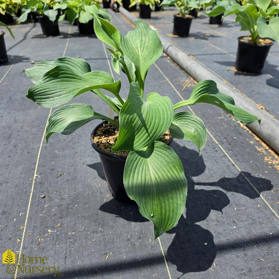Hosta x 'Blue Angel'