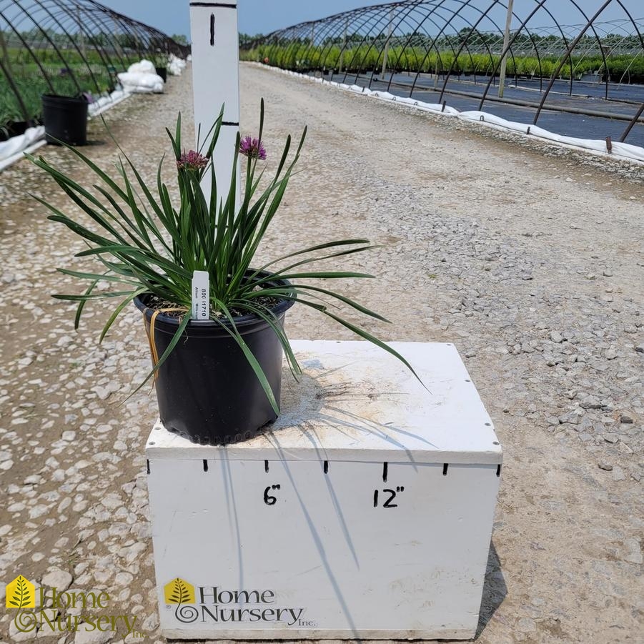Allium x 'Millenium'
