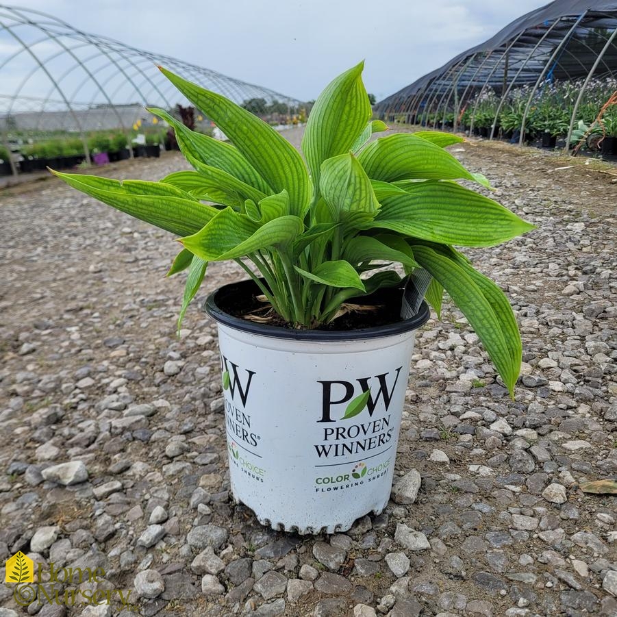 Hosta x Shadowland&reg; 'Empress Wu'