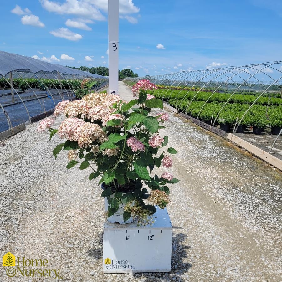 Hydrangea arborescens Incrediball® Blush