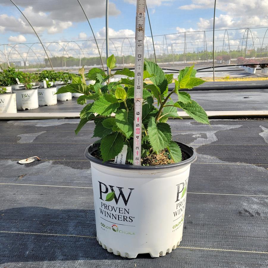 Hydrangea arborescens Invincibelle Mini Mauvette®