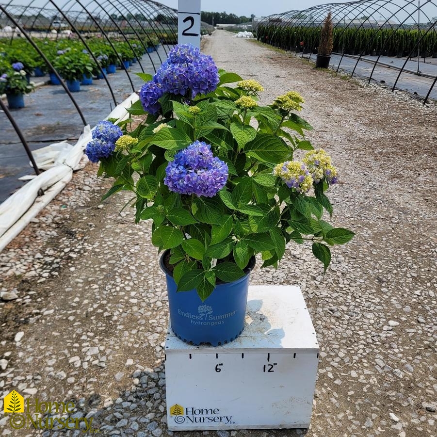 Hydrangea macrophylla Endless Summer® The Original