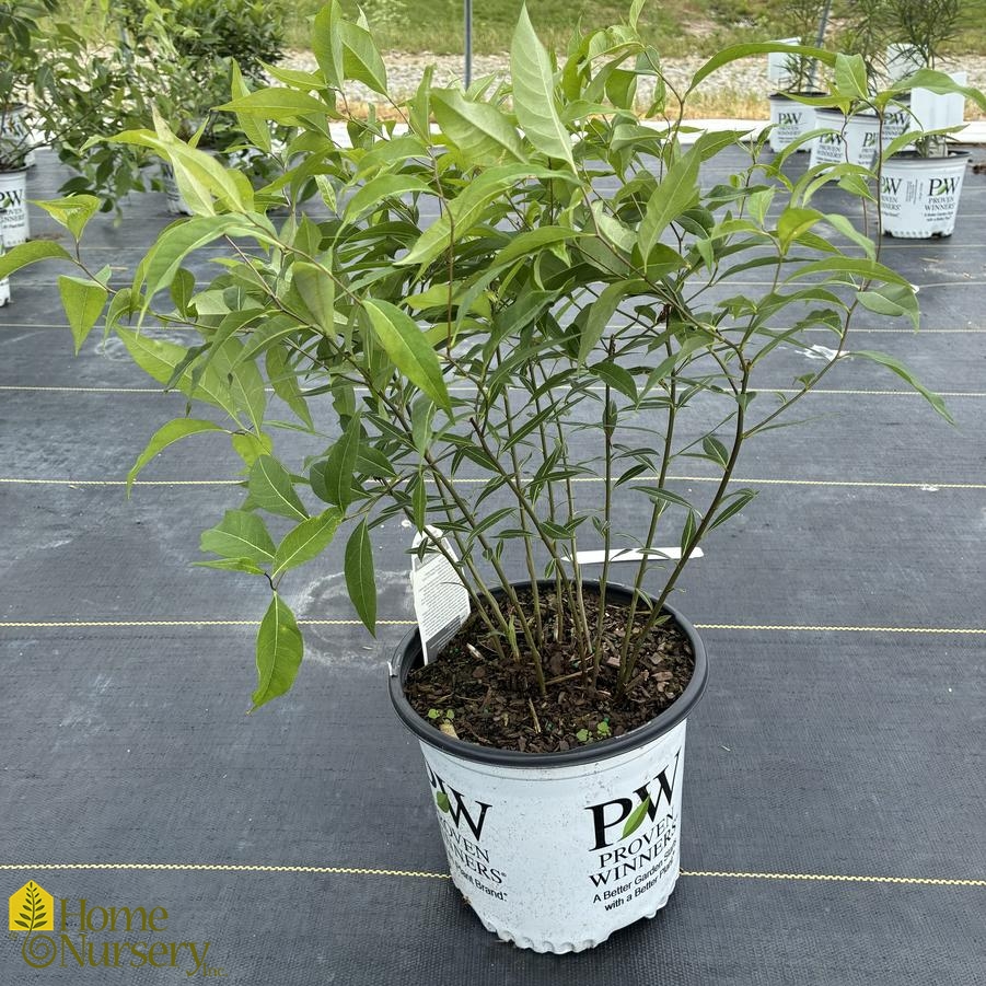 Amsonia tabernaemontana 'Storm Cloud'
