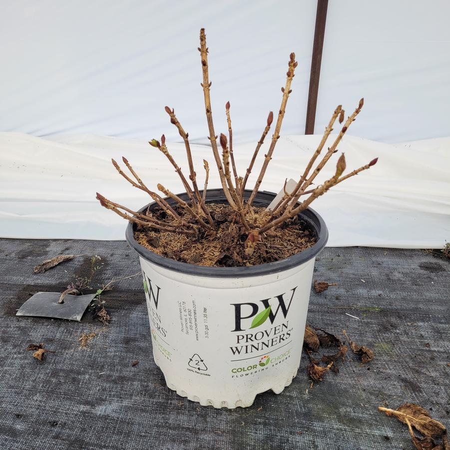 Hydrangea macrophylla Let's Dance Big Band®