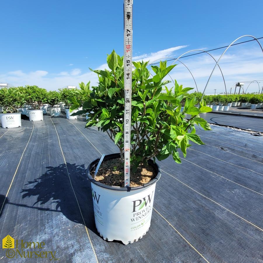 Hydrangea paniculata 'Limelight'