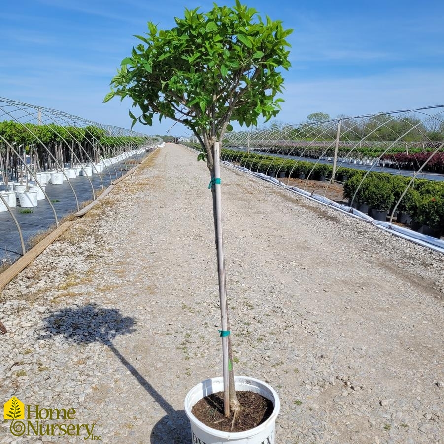 Hydrangea paniculata Limelight' tree form