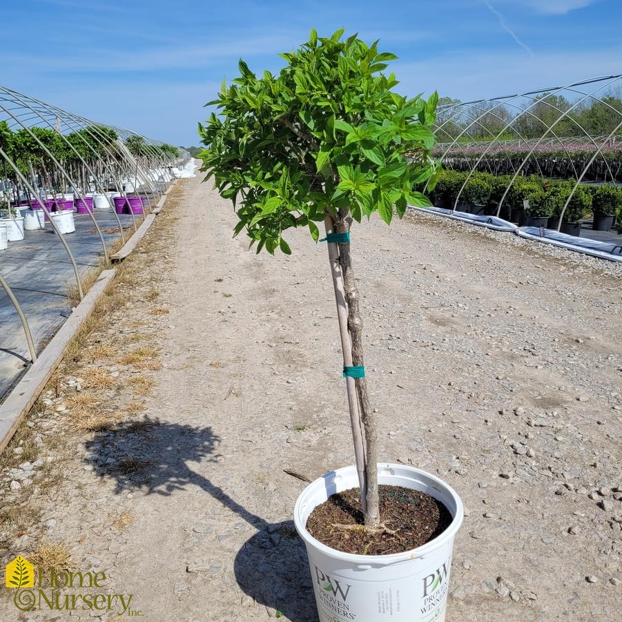 Hydrangea paniculata Little Lime® tree