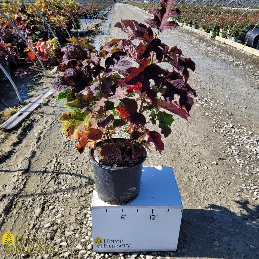 Hydrangea quercifolia 'Ruby Slippers'