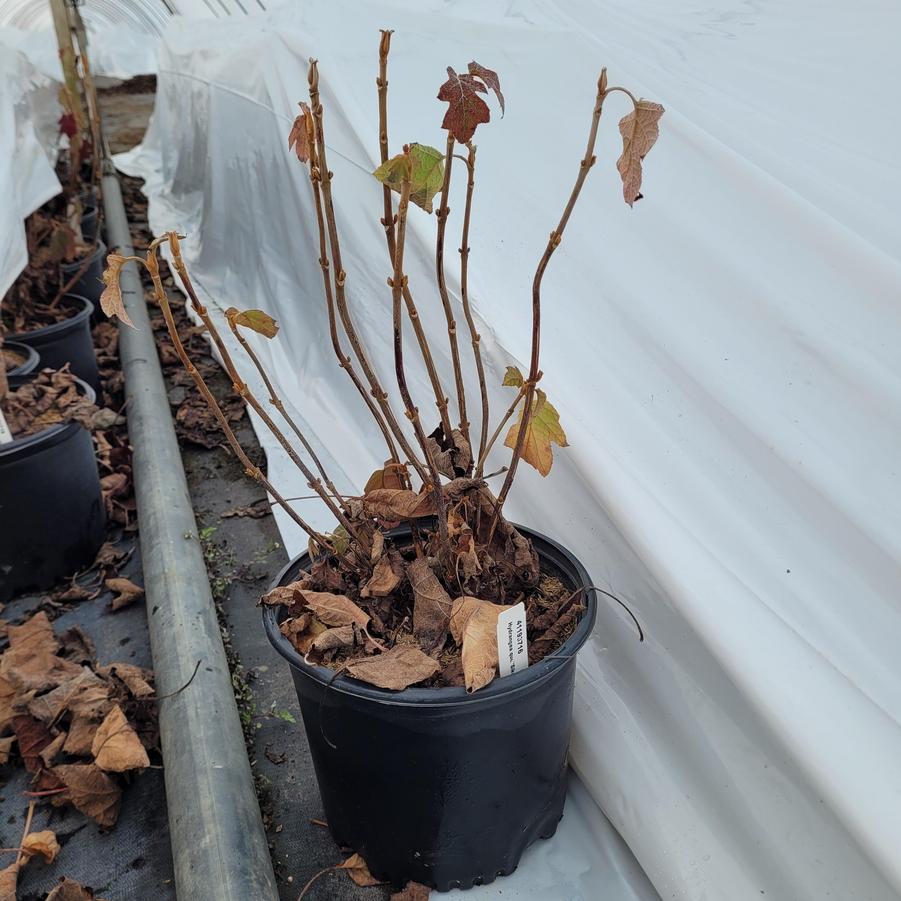 Hydrangea quercifolia 'Sike's Dwarf'