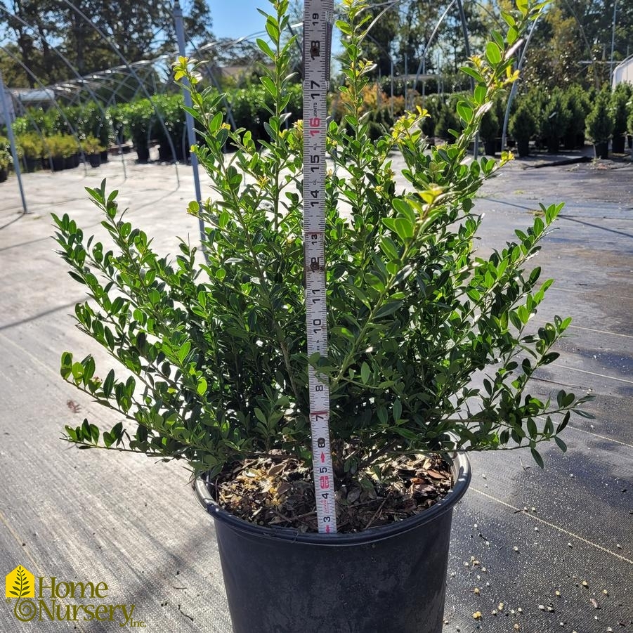Ilex crenata 'Green Lustre'