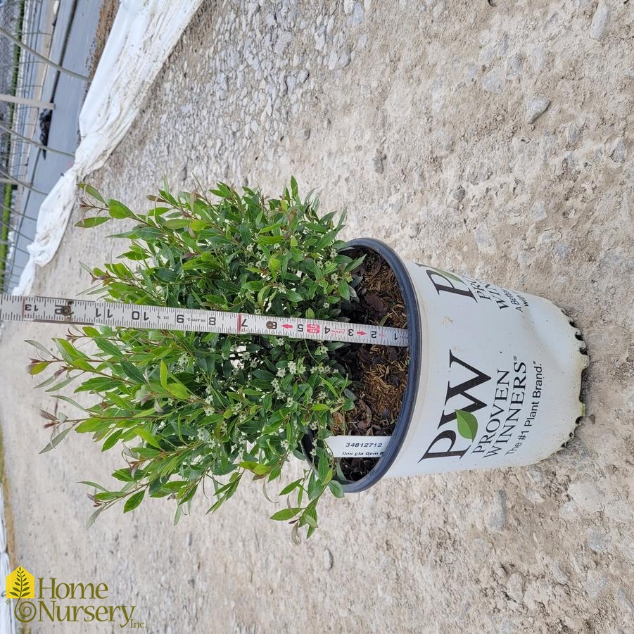 Ilex glabra Gem Box&reg;