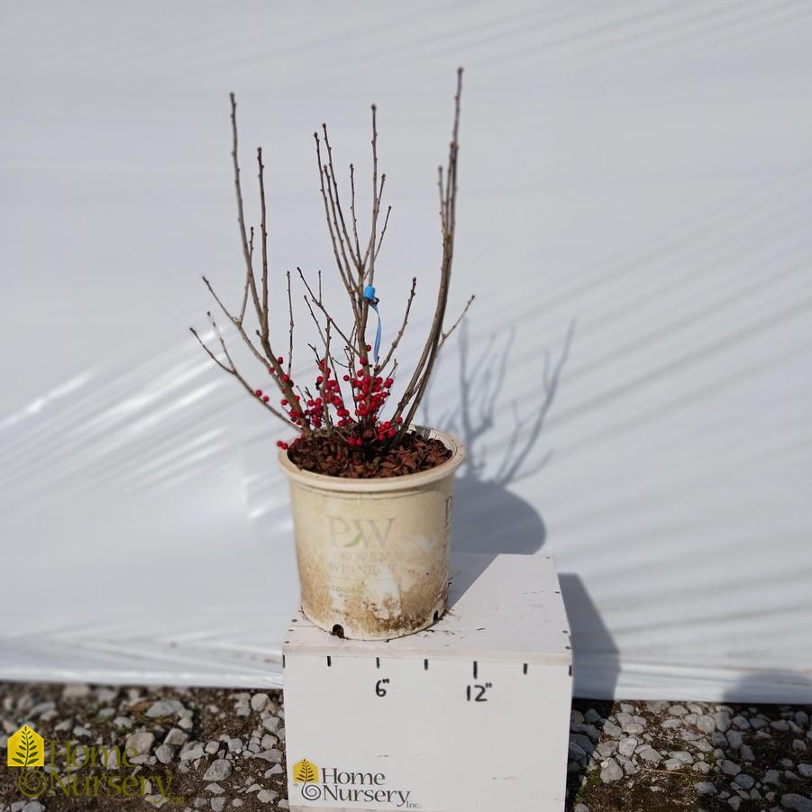 Ilex verticillata Berry Poppins®