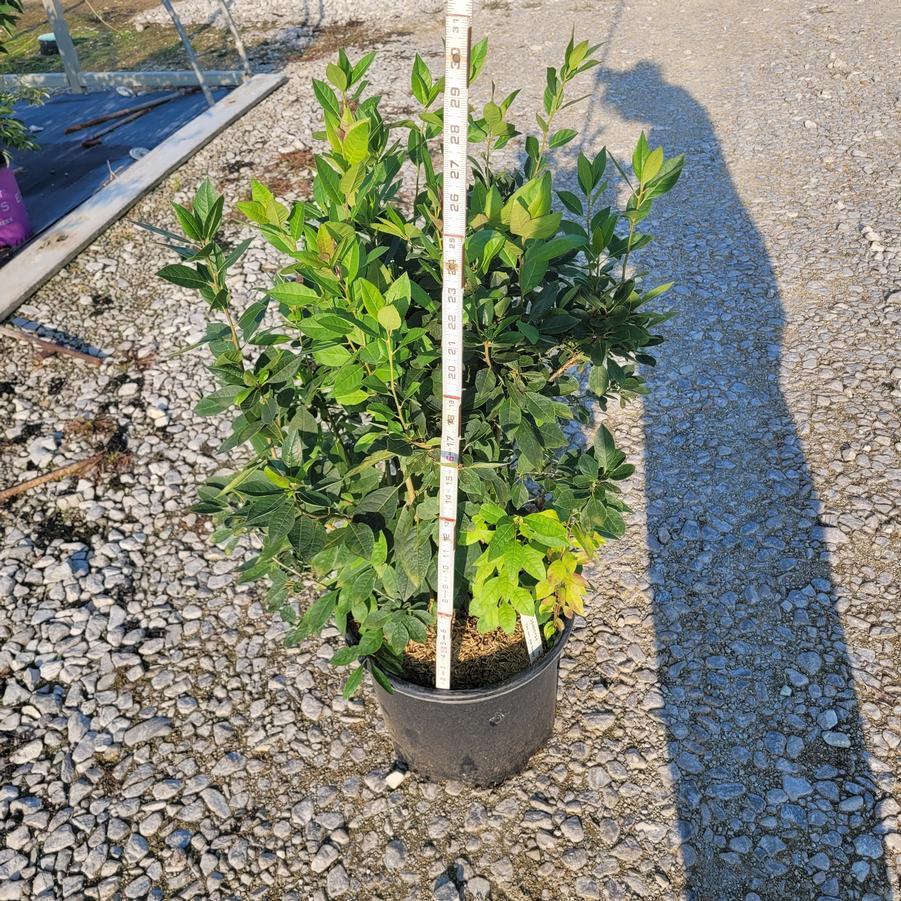 Ilex verticillata 'Jim Dandy'
