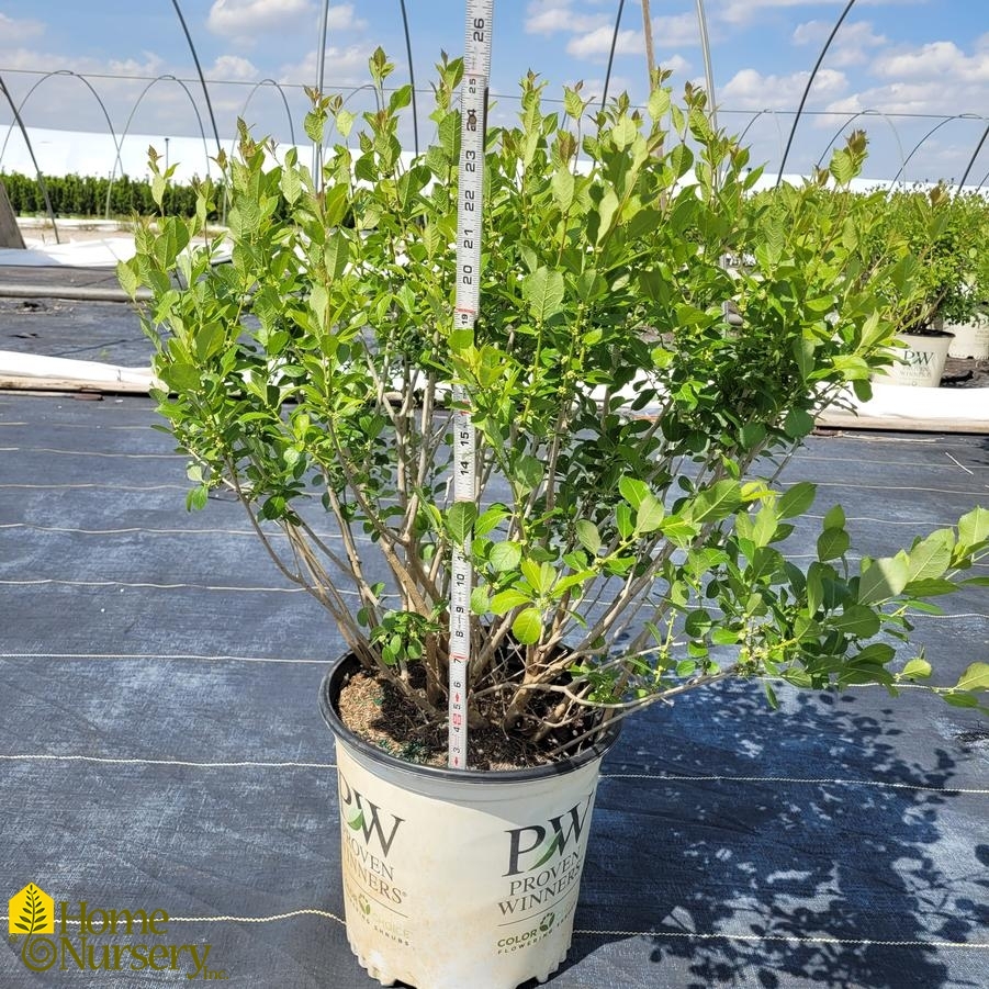 Ilex verticillata Mr. Poppins®