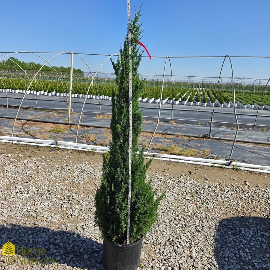 Juniperus chinensis 'Blue Point'