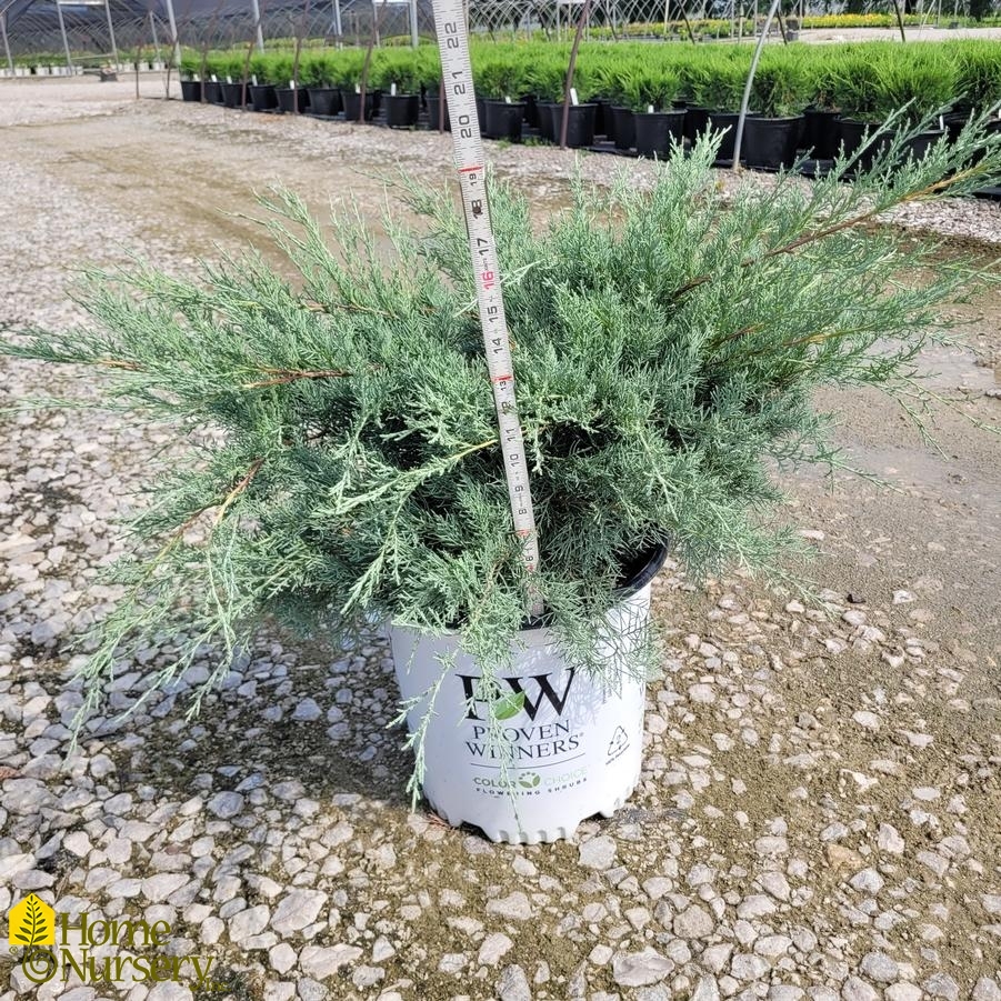 Juniperus chinensis Montana Moss&reg;