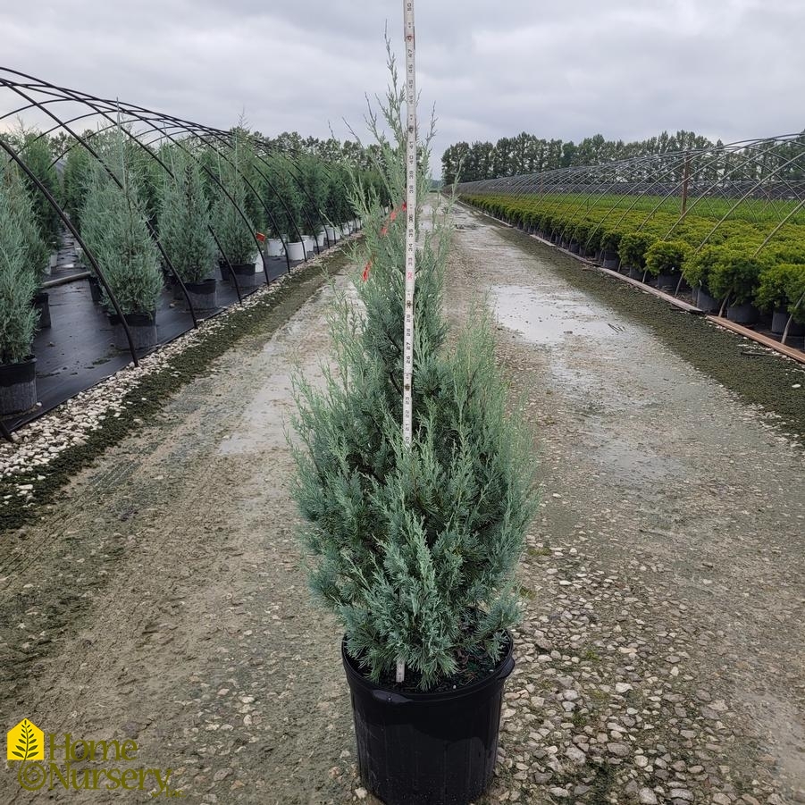 Juniperus scopulorum 'Wichita Blue'